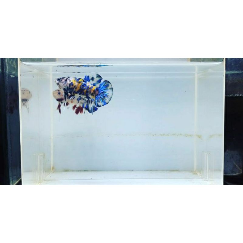 ikan cupang yellow koi galaxy