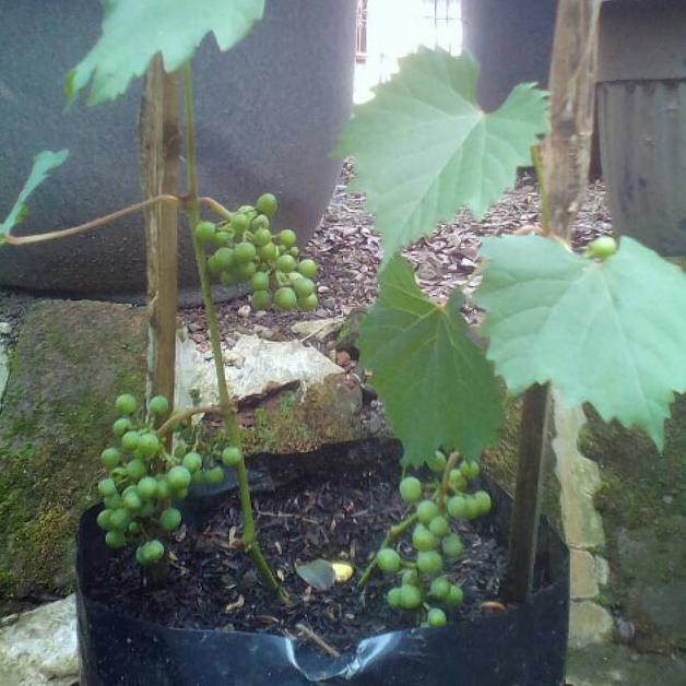 B3H Bibit Pohon Anggur Sudah Berbuah / Tanaman Anggur