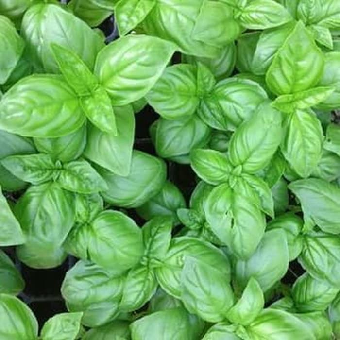 Benih Bibit Biji - Basil Sweet Genovese Ocimum basilicum Herb Seeds - IMPORT