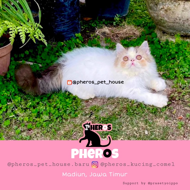 Kucing Persia Peaknose Black Marble Van #pherospethouse #pheros_pet_house PHEROS PET HOUSE