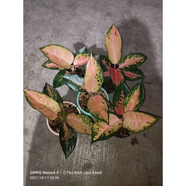 tanaman aglonema kocin kuning