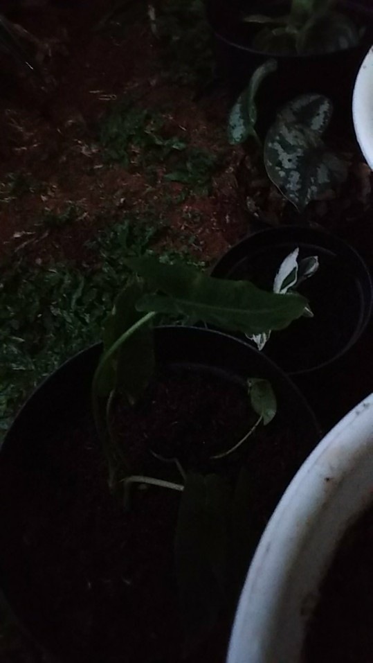 Tanaman Hias Pilo Brekele