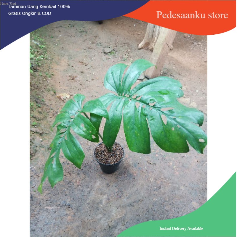 monstera amydrium medium