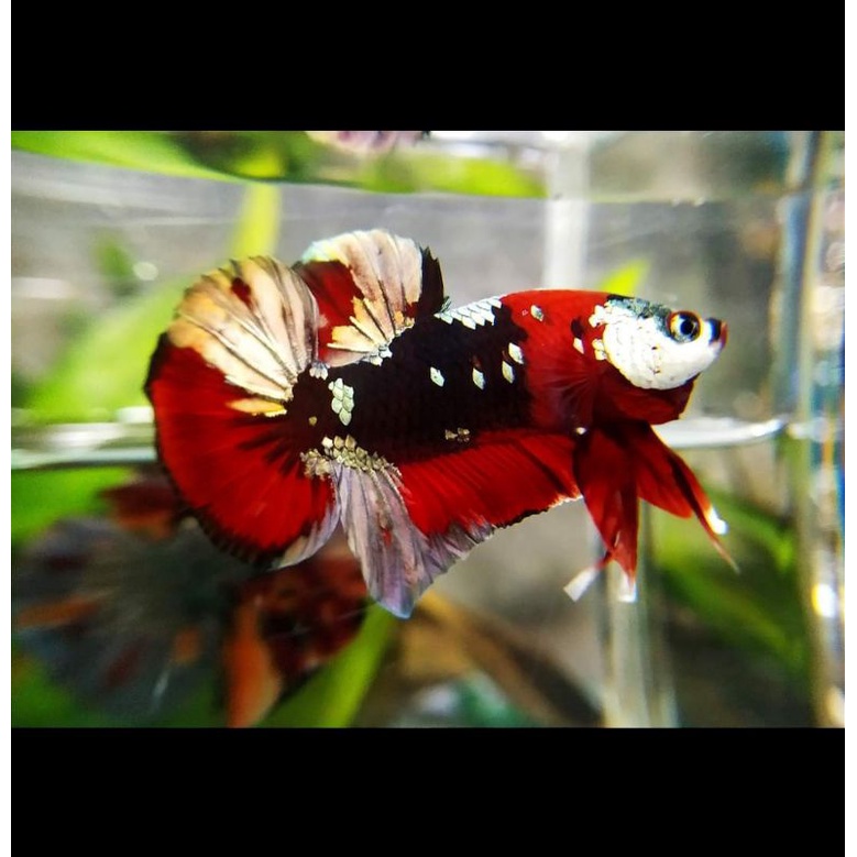 cupang red galaxy gold