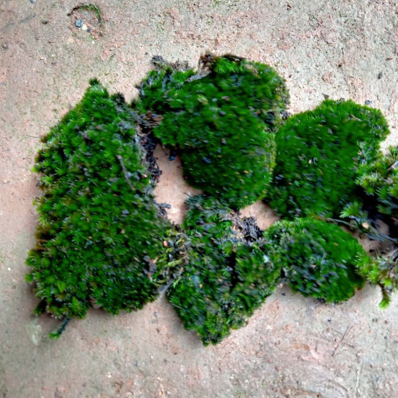 Lumut hidup,lumut hutan,porest Moss cover bonsai dll