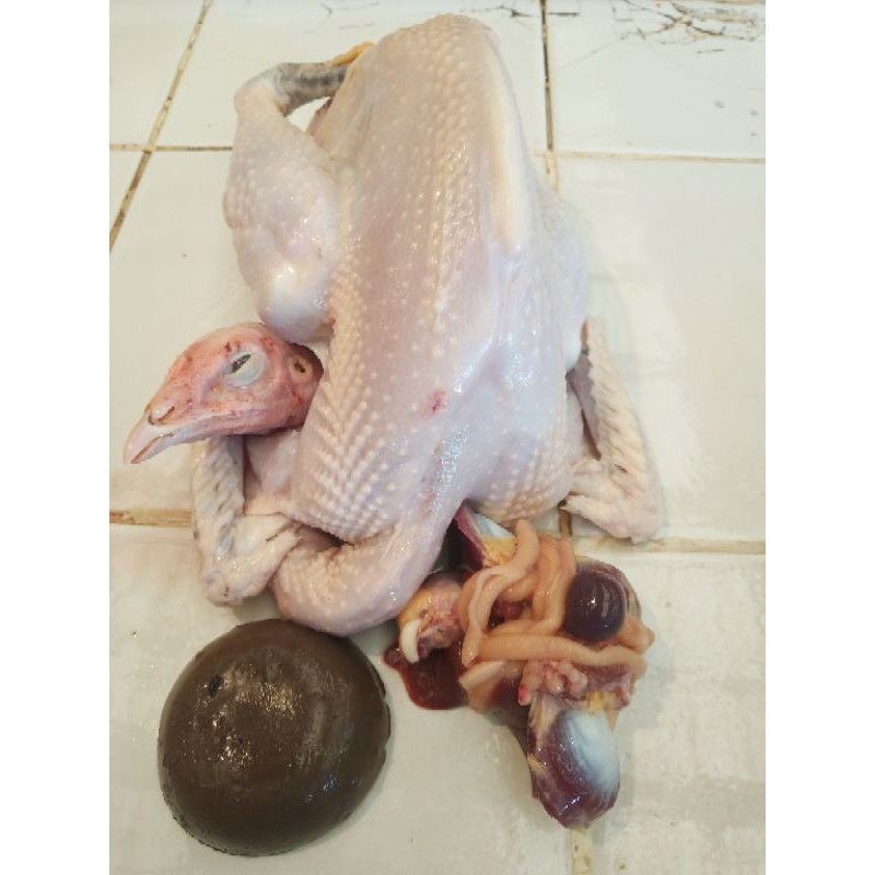 

Ayam Kampung Potong Dadakan Utuh Segar 1 ekor