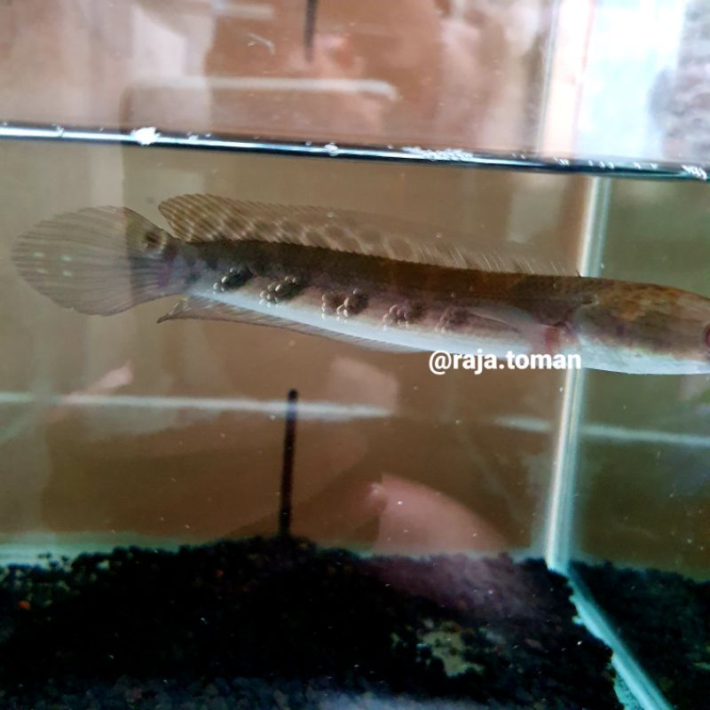 Channa Yellow Sentarum Bunga Pesanan