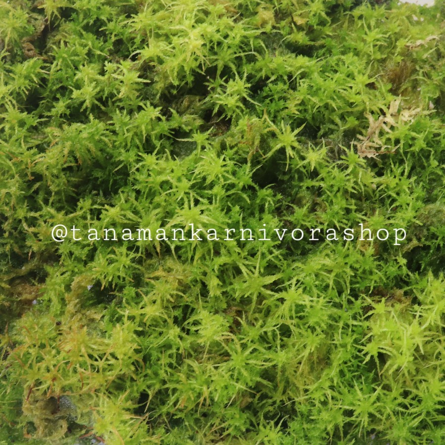 Spagnum Moss Hidup Sphagnum Media Toping Tanaman Karnivora (Lumut Hidup Media Paludarium Terrarium V