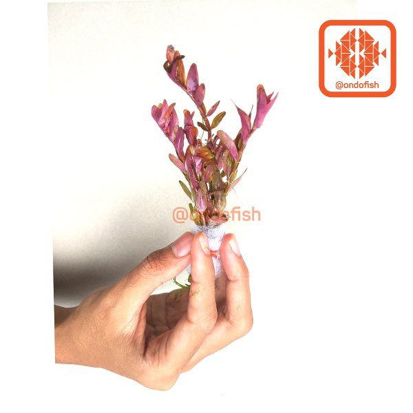 Rotala Indica Tanaman Hias Aquascape Tanpa Pot Shopee Indonesia