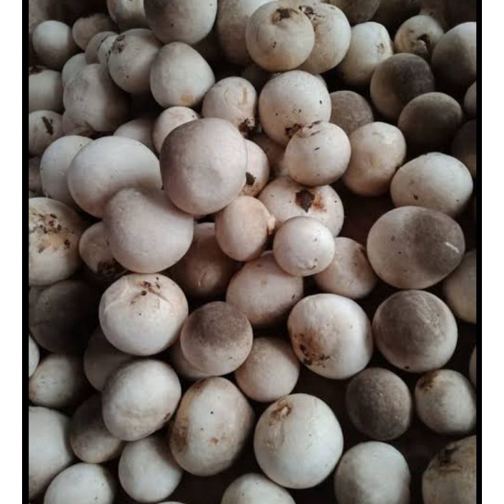 

Jamur Merang Fresh