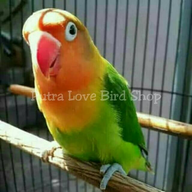 

Love Bird Josan Dewasa Siap Ternak
