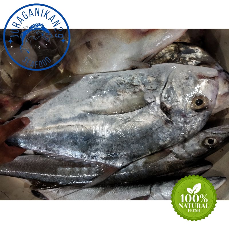 

Ikan Kuwe Rambe Segar 3~Kilogram