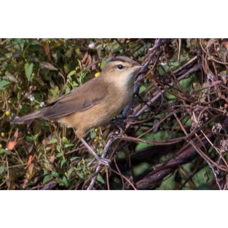 burung kerak basi alis hitam jantan pilihan