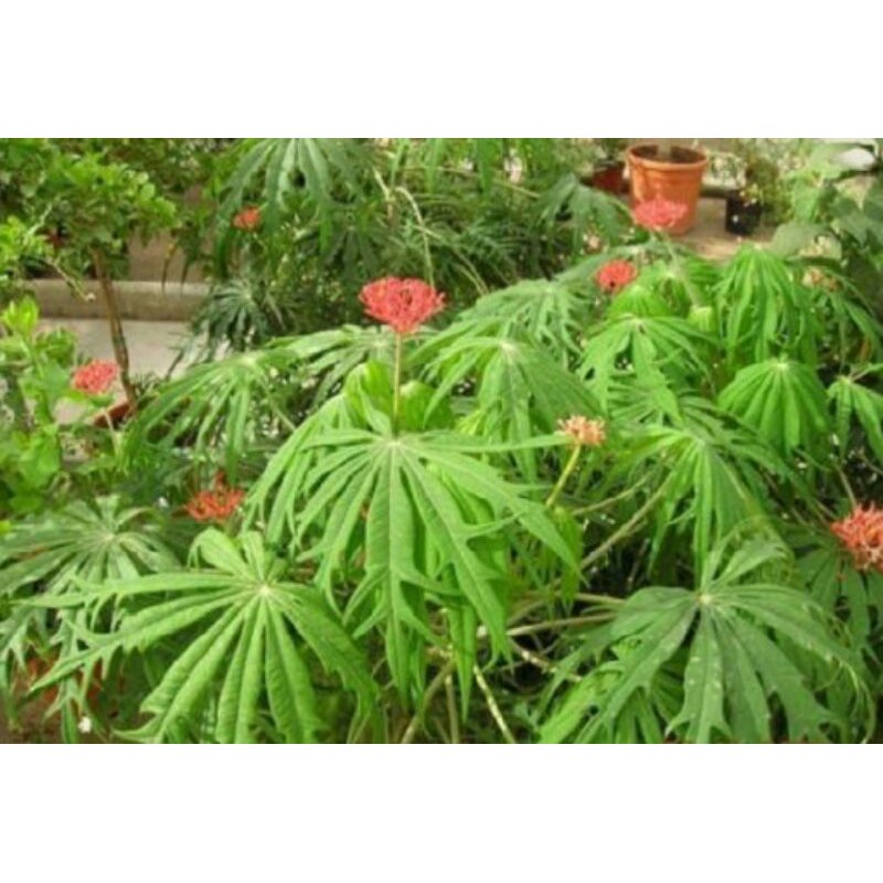 Daun betadin jarak cina jarak tintir gurita segar 200gram