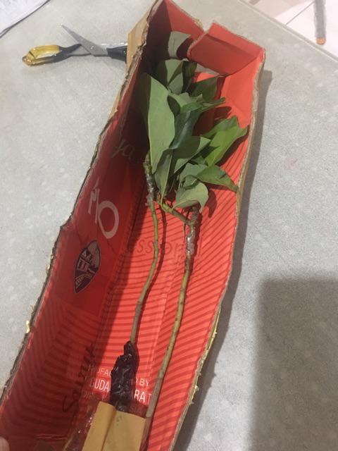 Bibit Alpukat Kendil Super Unggul