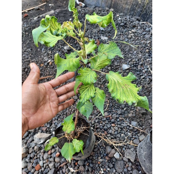 Bahan Bonsai waru wayang