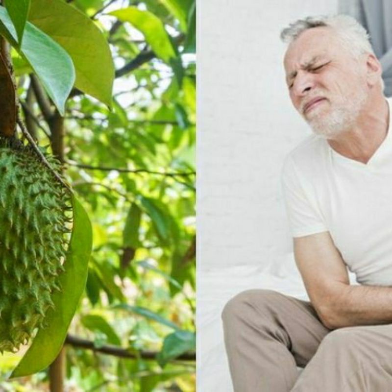 

daun sirsak segar atau daun nangka walanda 500 gram