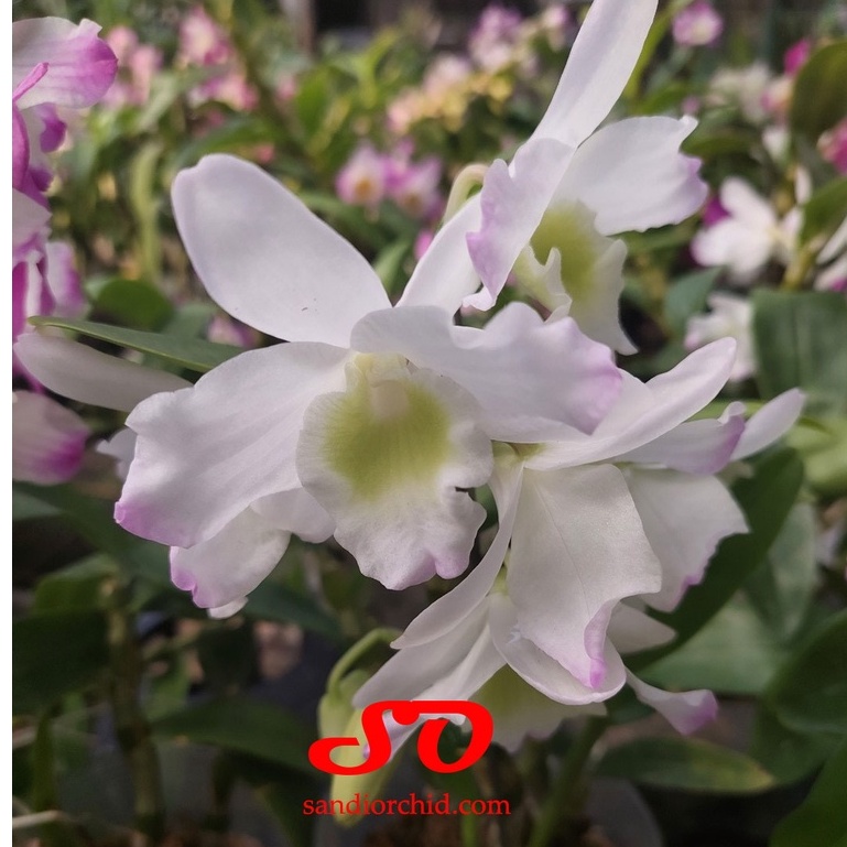 [ SPIKE | BERBUNGA ] Dendrobium Nobile "White"