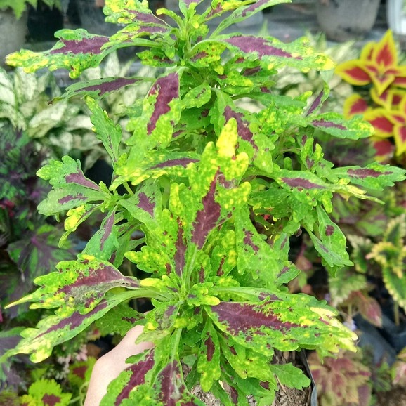 tanaman hias bunga bayeman miyana miana hijau batik