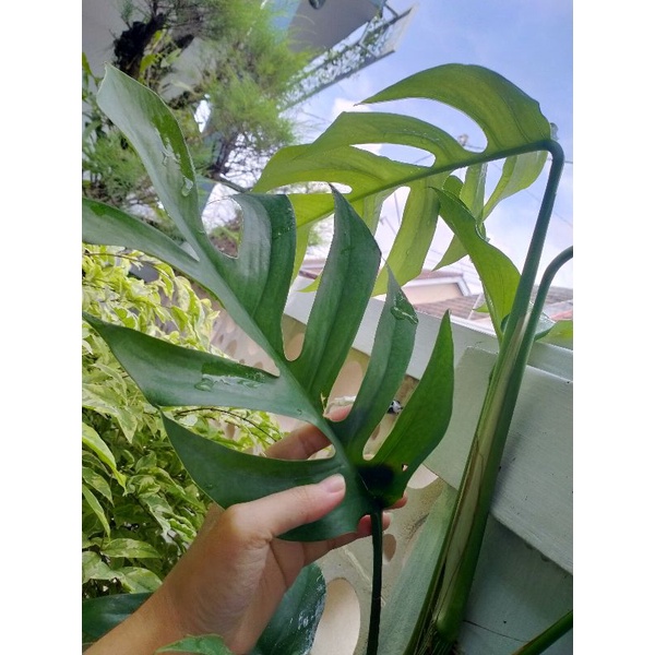 Tanaman Hias Tanaman Hias Ekor naga | Monstera | Rhaphidophora pinnata | Epipremnum pinnatum | bibit