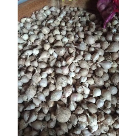 

[KODE ZQDBK] Bawang Putih Tunggal / Lanang LOKAL 500 Gram