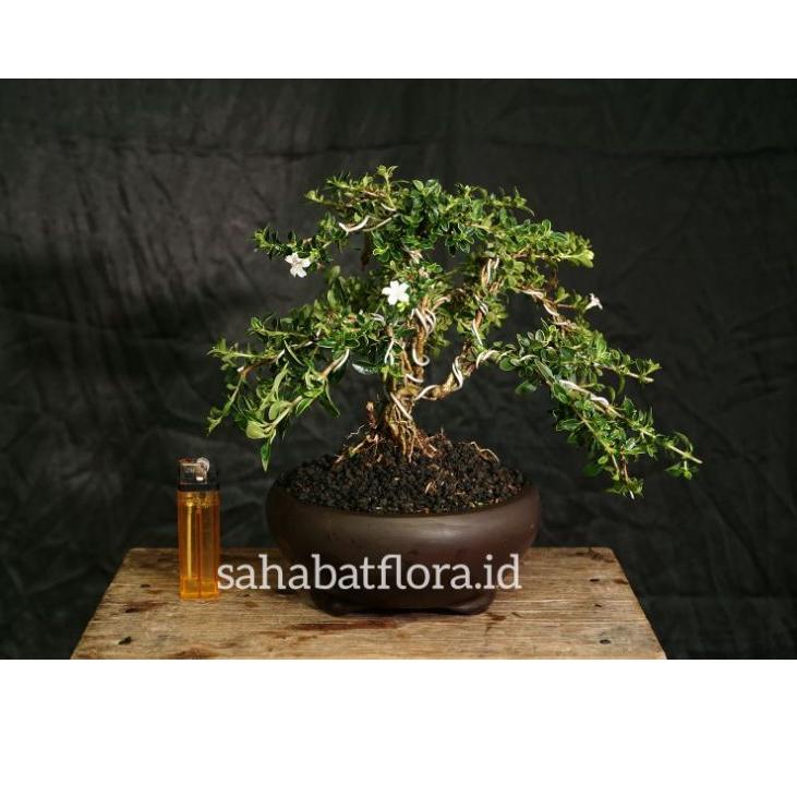 Bonsai Hingkip Sudah Jadi | Bonsai Mame Mirten | Bonsai Melati Jepang | Bonsai Mirten Varigata | Bon