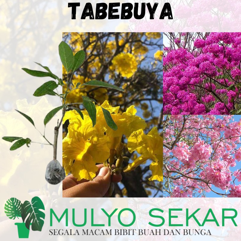 tanaman hias Tabebuya - Pohon Bunga Sakura Tabebuya Tabebuia Siap Tanam