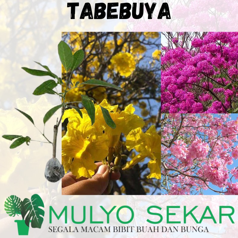 tanaman hias Tabebuya - Pohon Bunga Sakura Tabebuya Tabebuia Siap Tanam