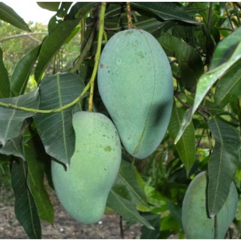 

mangga muda manalagi segar mangga rujak 1kg