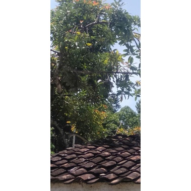 

alpukad mentega madu