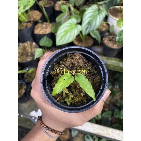 monstera obliqua peru