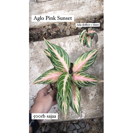 Paket aglonema pink sunset dan red exotic super