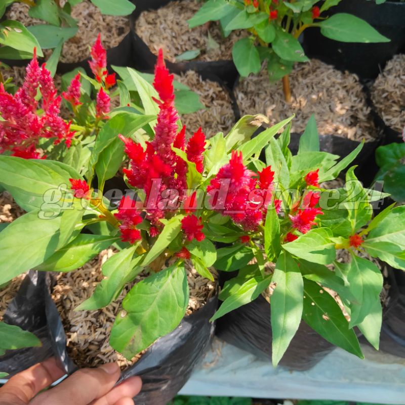 Tanaman bunga jengger ayam - bunga jengger ayam merah - tanaman hias jengger ayam