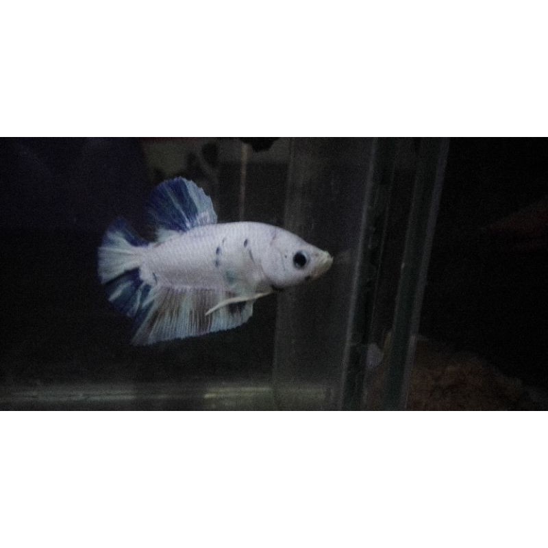 promo ikan Cupang 1 pair/sepasang