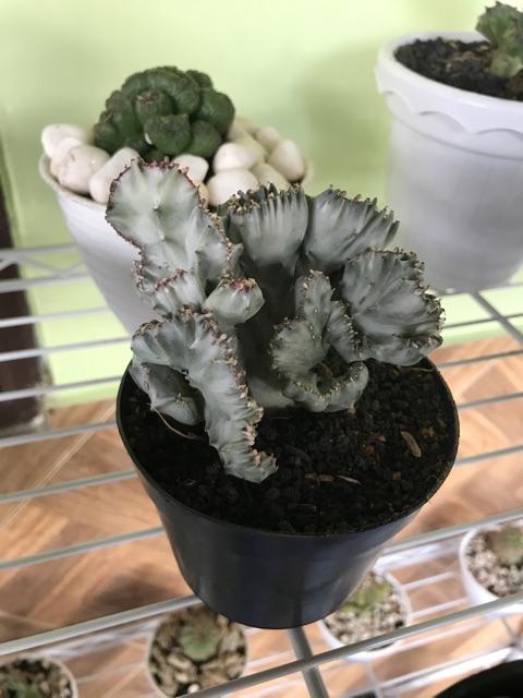 Sukulen Dan Kaktus | Euphorbia Lactea Crested