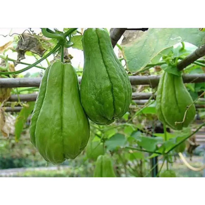 

Labu siam 1 kg segar petik langsung dari kebun