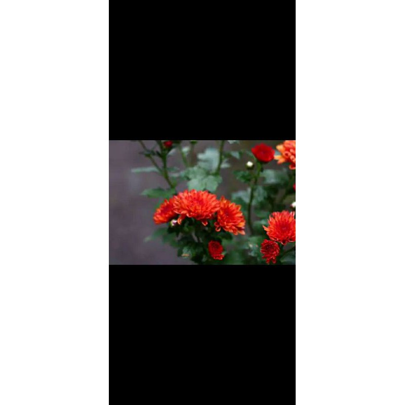KRISAN ASTER SERUNI 2 POHON WARNA ORANGE GRADE A |COD| PROMO SUPER BIG 200G
