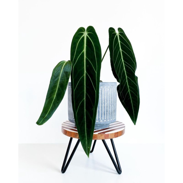 Anthurium lidah gajah / anthurium warocqueanum bonggol siap tanam