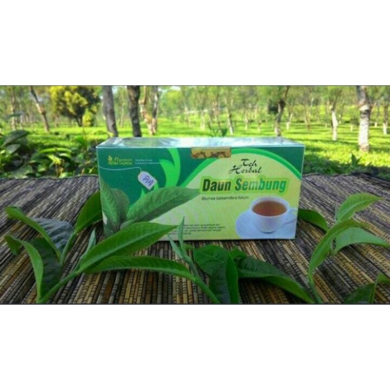 

Teh herbal daun sembung kaya manfaatnya