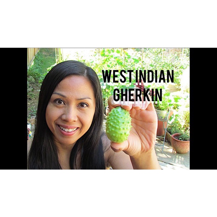 Bibit-Biji Cucamelon West Indian Gherkin (Haira Seed)