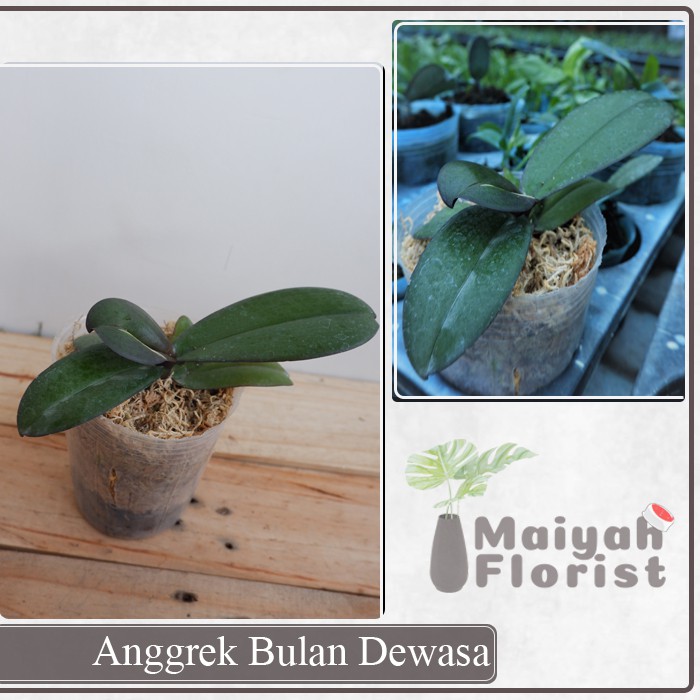 Anggrek Bulan Dewasa - Tanaman Hias