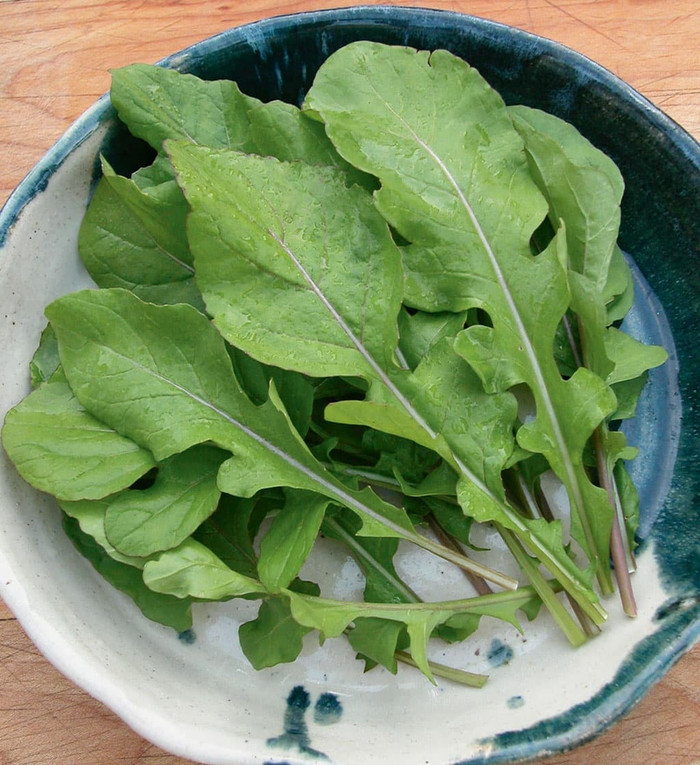 Haira Seed BIbit-Biji Arugula Roquette