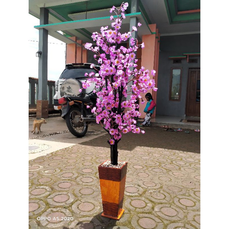 

bunga sakura