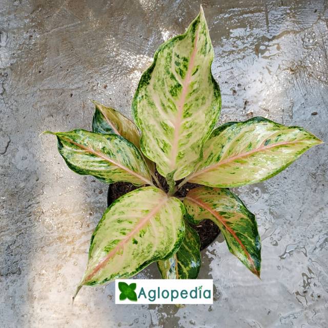 Aglonema Siam Pearl | Siam Mutiara