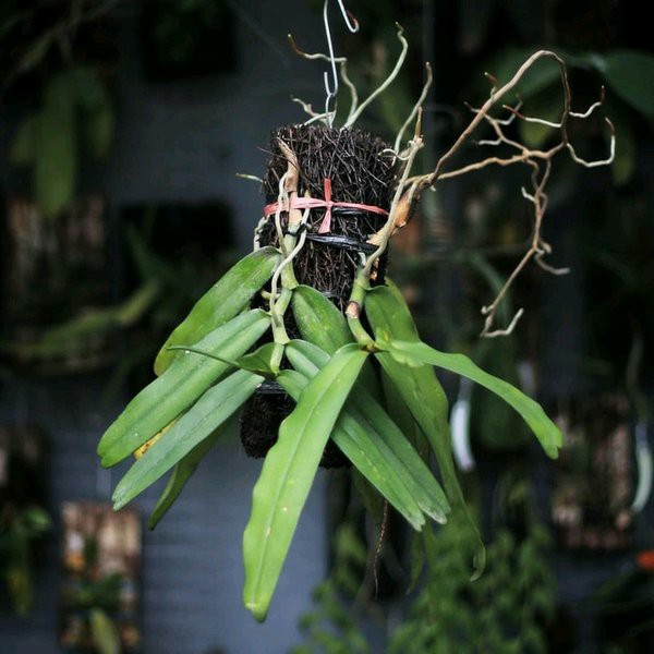 anggrek dewasa robiquetia berbunga wangi