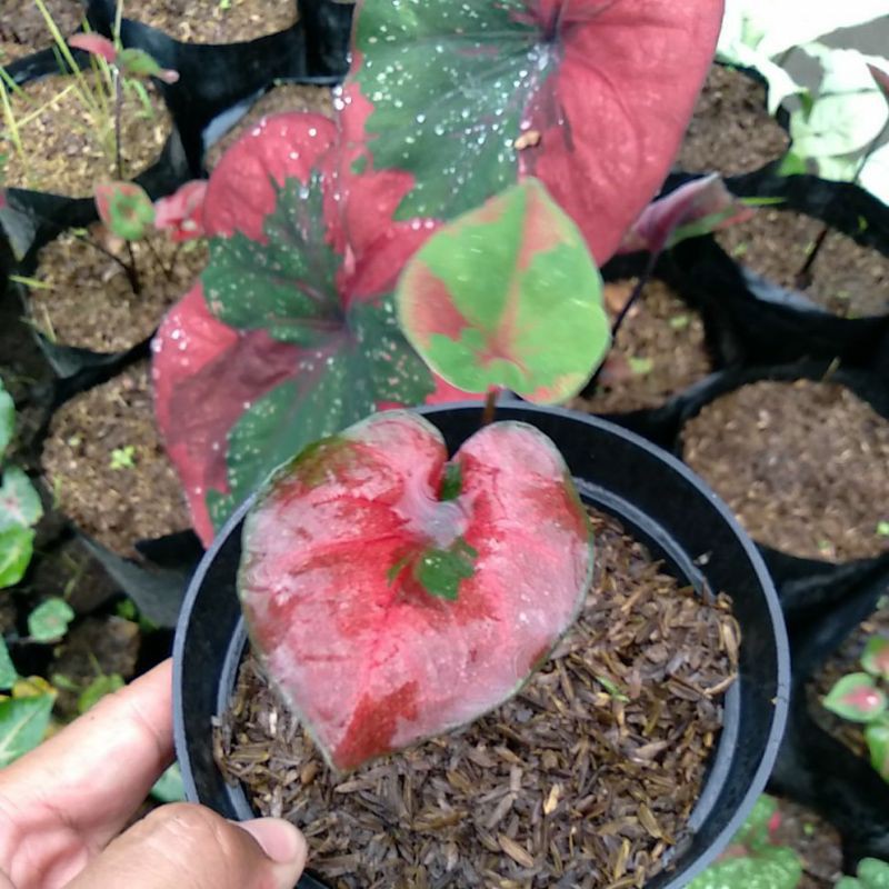 Bibit Keladi Baret / Anakan Keladi Baret