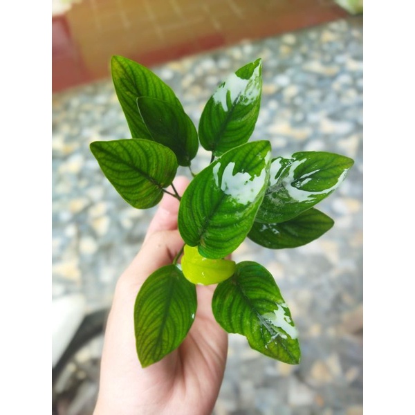 Anubias Nana Indukan Tanaman aquascape aquarium