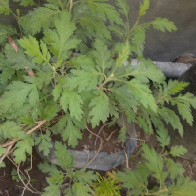 2 Tanaman Daun Baru Cina