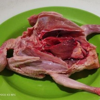 

Ay00! Burung Dara Konsumsi / Daging Burung Dara / Daging Burung Merpati berat 1kg
