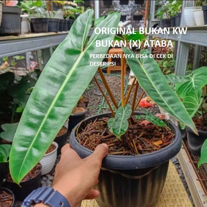 Philodendron Billietiae Original Stang Orange / Philodendron Kabel Busi Ori